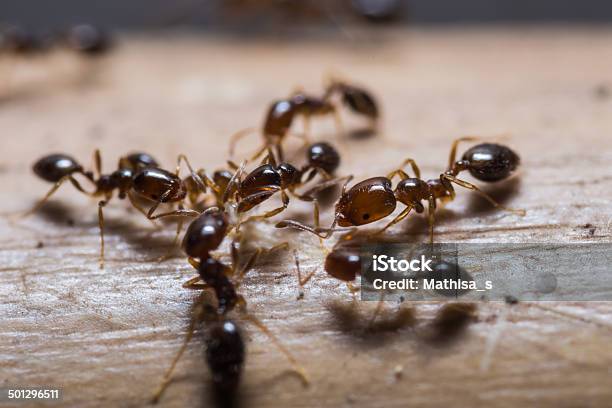 Photo libre de droit de Rouge Feu Fourmis Importé banque d'images et plus d'images libres de droit de Fourmi - Fourmi, Fourmi de feu, Vie domestique