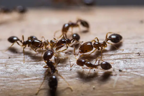 Photo of Red imported fire ants