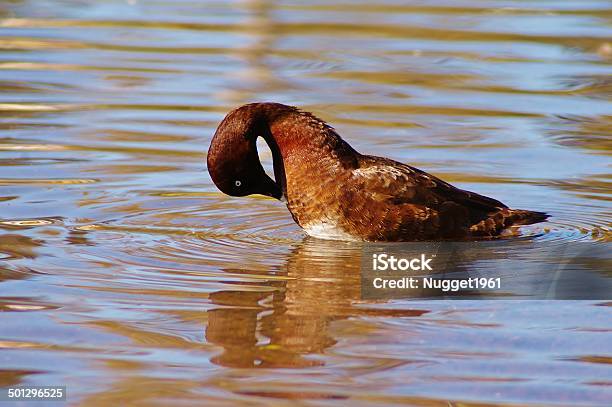 Duck Having A Wash Stock Photo - Download Image Now - Animal Wildlife, Animals In The Wild, Bird