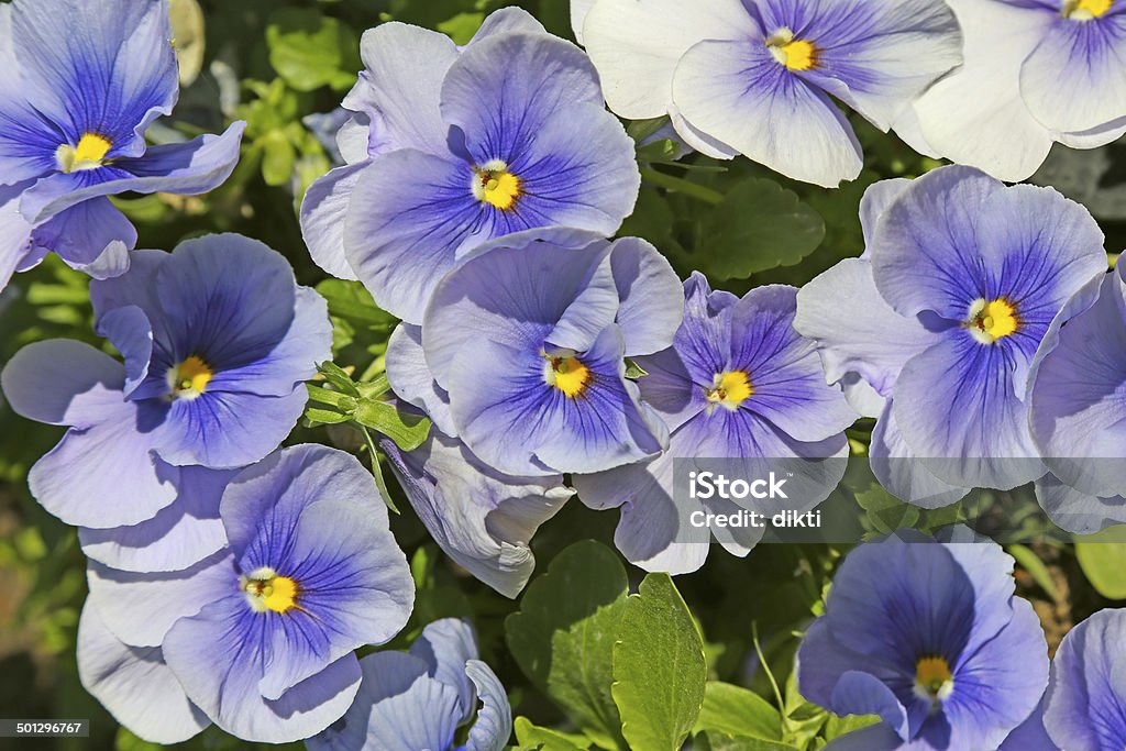 Blue pansies (viola) Close-up of  blue pansies (viola) Agriculture Stock Photo