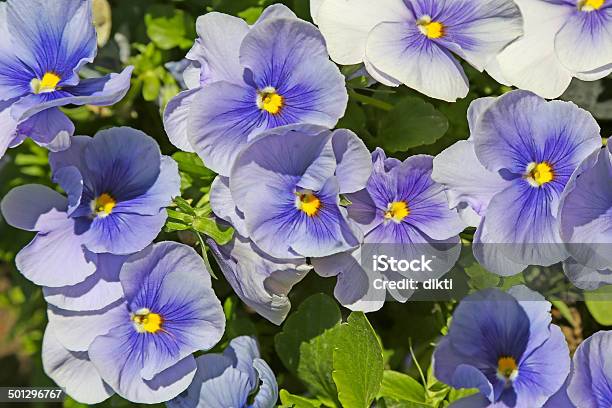 Blue Pansies Stock Photo - Download Image Now - Agriculture, Annual - Plant Attribute, Backgrounds