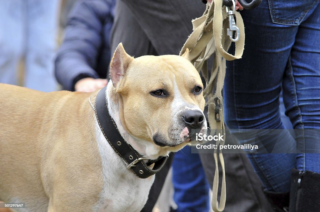 Terrier de Staffordshire.  Pit-Bull Terrier américain.  Chien. - Photo de Comté de Stafford - Angleterre libre de droits