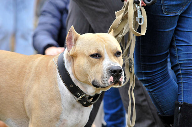 アメリカンスタッフォードシャーテリアます。 アメリカンピットブル。 犬ます。 - staffordshire ストックフォトと画像