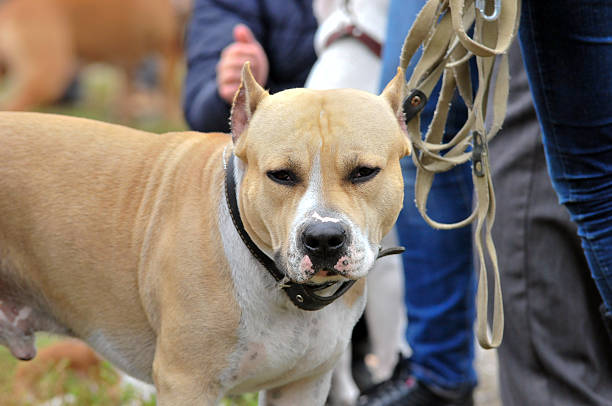 istock American Staffordshire Terrier. American Pit Bull Terrier. Dog. 501297777