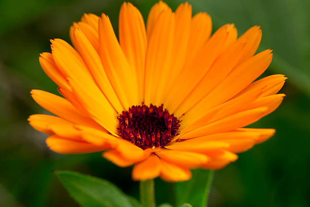 istock flowers and plants 501299163