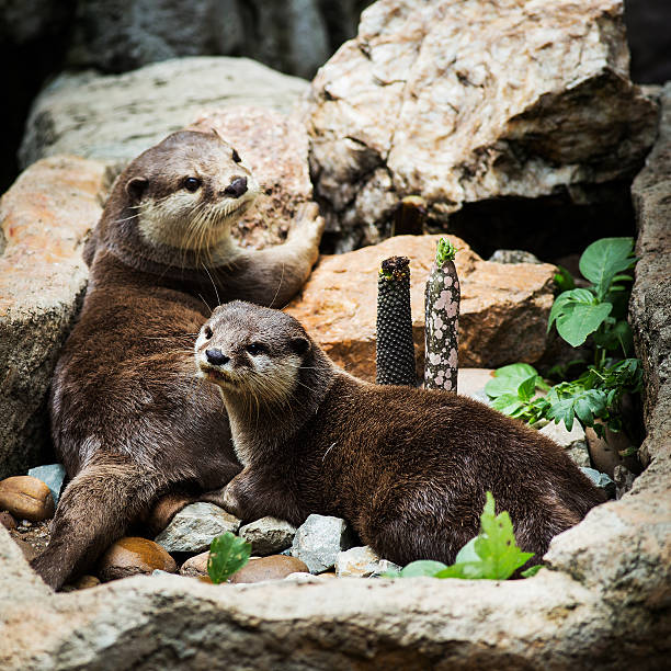 portrait of beautiful and playful river otter, wildlife Czech republic