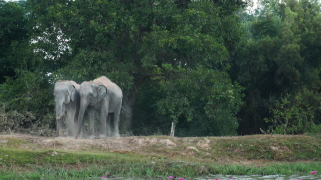 Asia elephant in surin,Thailand