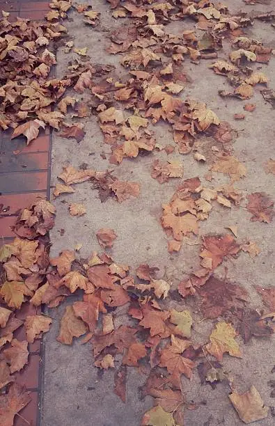 Leaves that represent how the fall looks like in the cities of California.
