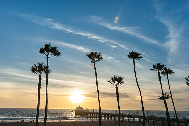 istock Tropical palms along Californian beaches. 501328496