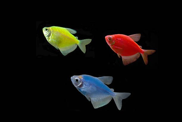 istock Red, Yellow and Blue Glow Fish on Black 501328980