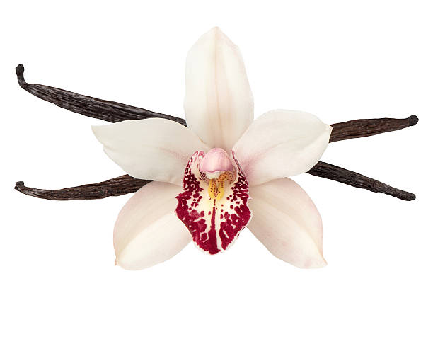 istock Vanilla pods and orchid flower head isolated on white 501330112