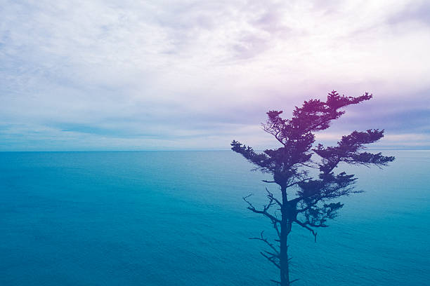 Seascape at sunset with tree stock photo