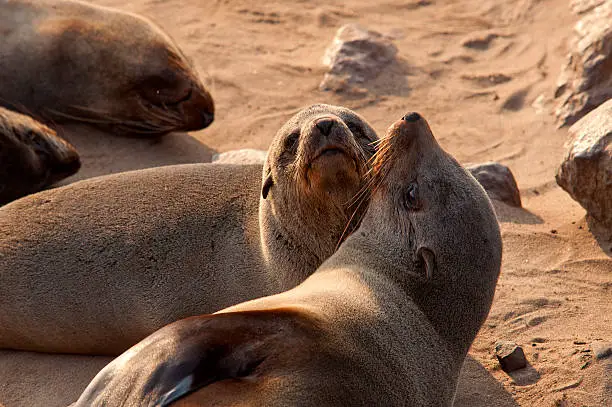 Cape Cross seal colony in the Westcoast Recreational Area, Namibia
