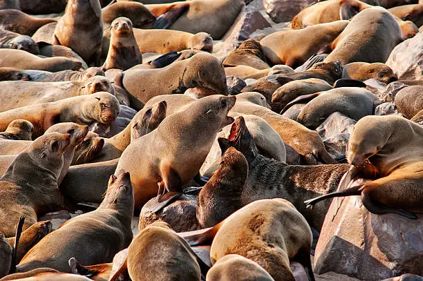 Cape Cross seal colony in the Westcoast Recreational Area, Namibia