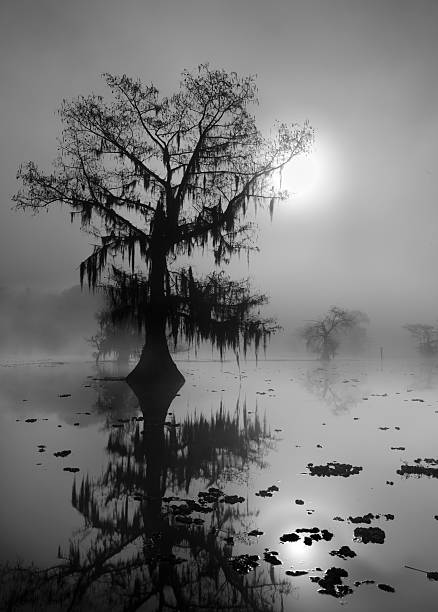 assustador lago - lago caddo - fotografias e filmes do acervo