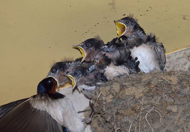 istock Chicks of swallow 501333402