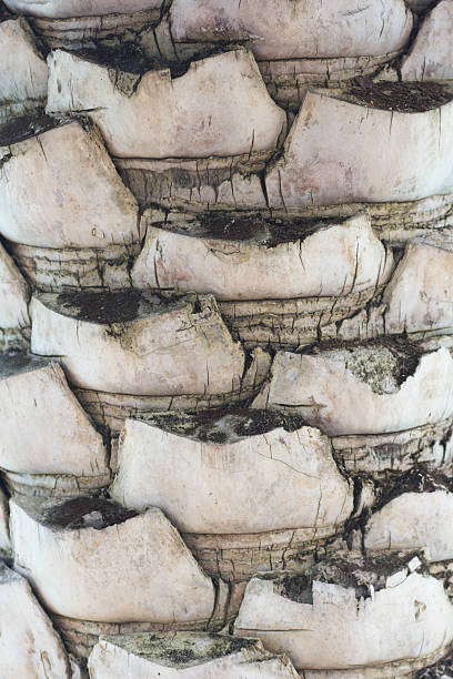istock Background texture of coconut bark palm tree 501334130