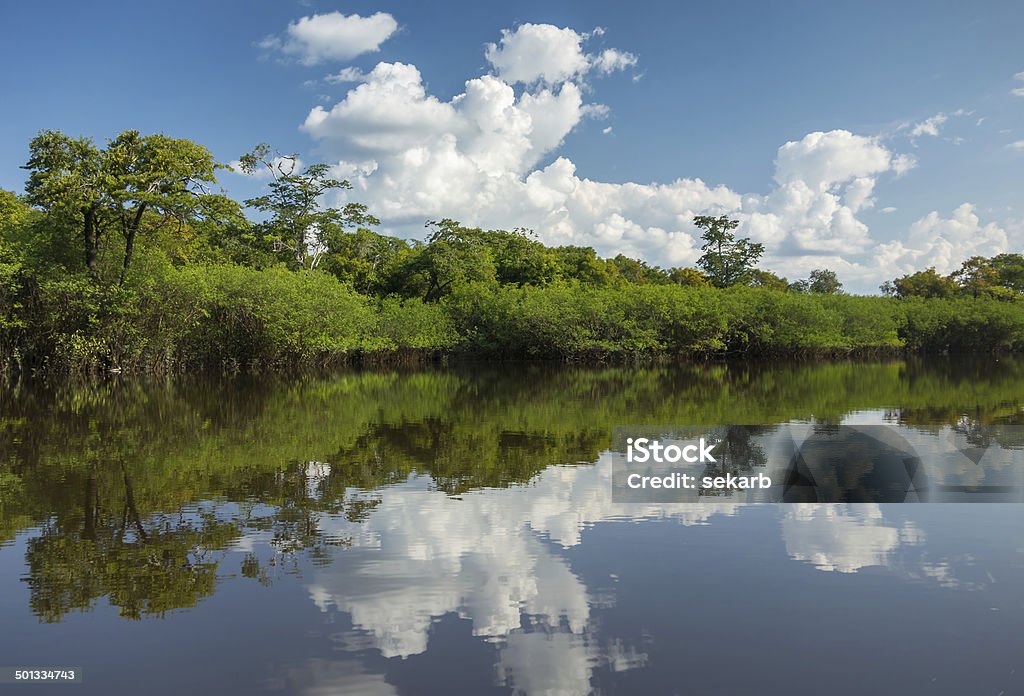 Beautiful Reflection of the Amazon Jungle on Water Beautiful reflection of the Amazon Jungle on the water of a tributory Amazon Rainforest Stock Photo