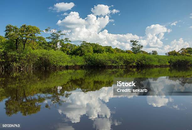 Beautiful Reflection Of The Amazon Jungle On Water Stock Photo - Download Image Now - Amazon Rainforest, Amazon Region, Amazon River