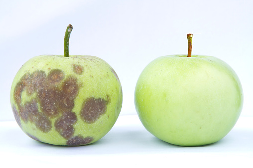 Fresh green apple and rotten apple, isolated on white background