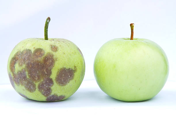 dwa jabłka - apple rotting bad apple fruit zdjęcia i obrazy z banku zdjęć