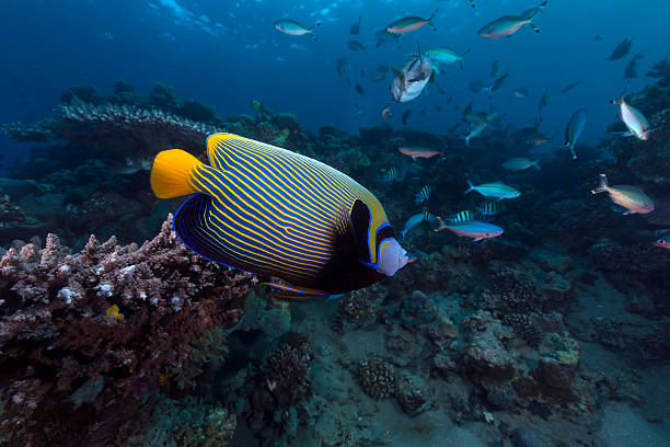 istock Emperor angelfish in the Red Sea. 501335617