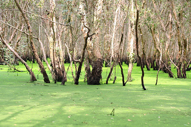 istock Melaleuca forest in Mekong Delta 501335623