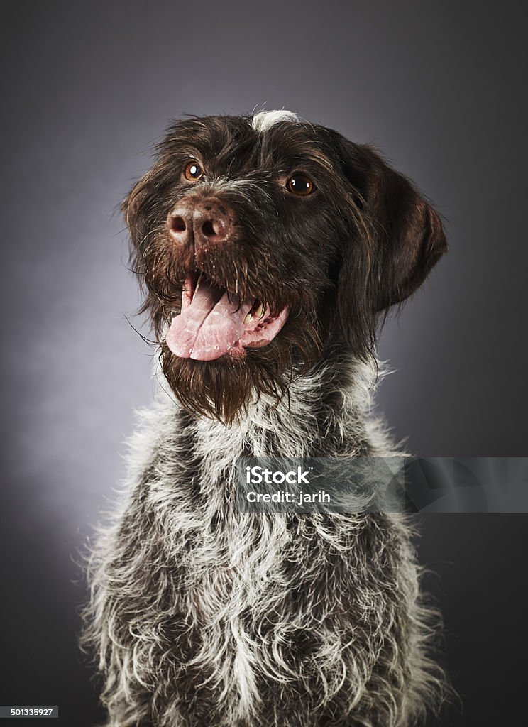German wire-haired pointer Close up portrait of eight years old purebred German wire-haired pointer, studio shot 8-9 Years Stock Photo