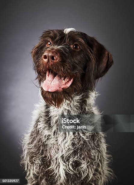 German Wirehaired Pointer Stock Photo - Download Image Now - 8-9 Years, Alertness, Animal