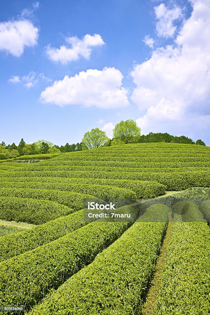 Tea plantation Close-up of tea leaves in the tea plantation sunny beautiful Shizuoka Prefecture, Japan. Agricultural Field Stock Photo