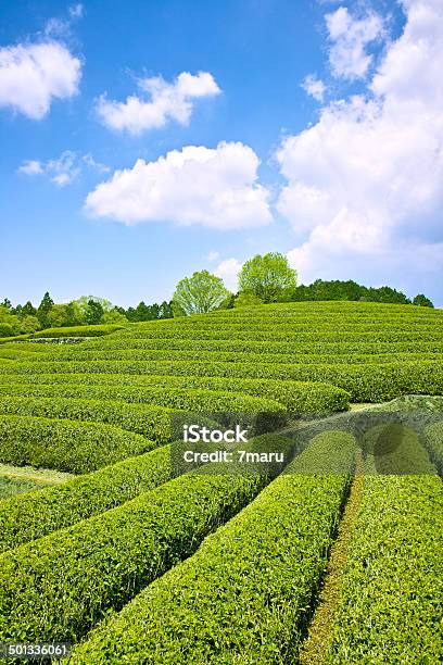 Tea Plantation Stock Photo - Download Image Now - Agricultural Field, Agriculture, Asia