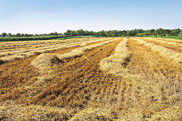 istock harvested wheat field with hay lines 501336129