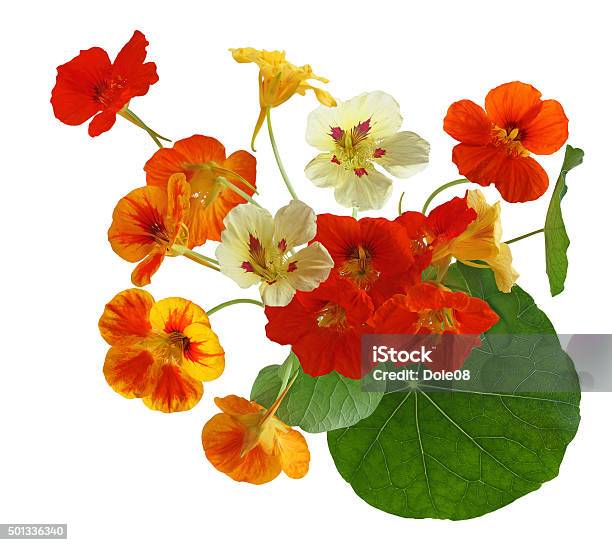 Colorful Nasturtium Flower Stock Photo - Download Image Now - Nasturtium, White Background, 2015