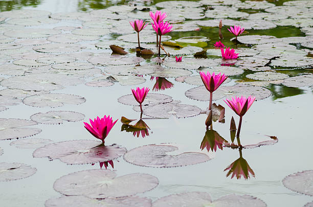 istock pink water lily flower blooming 501336946