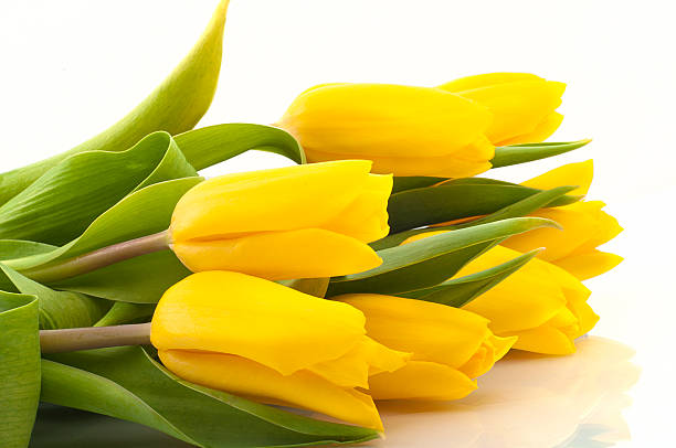 istock bouquet of yellow tulips 501336973