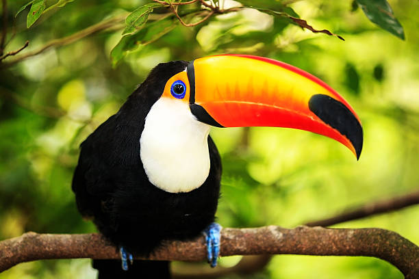 istock Colorful tucan in the aviary 501336999