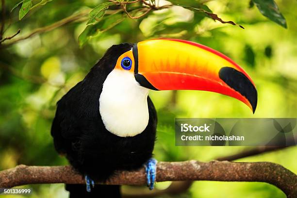 Colorful Tucan In The Aviary Stock Photo - Download Image Now - Animal, Animal Wildlife, Bird