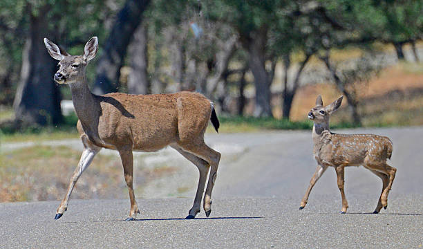 istock Black-tailed Deer Doe and Young Fawn Crossing Road 501337357