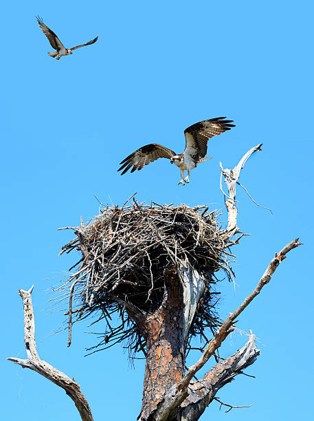 istock Osprey Landing as it's mate flys in the background 501337369
