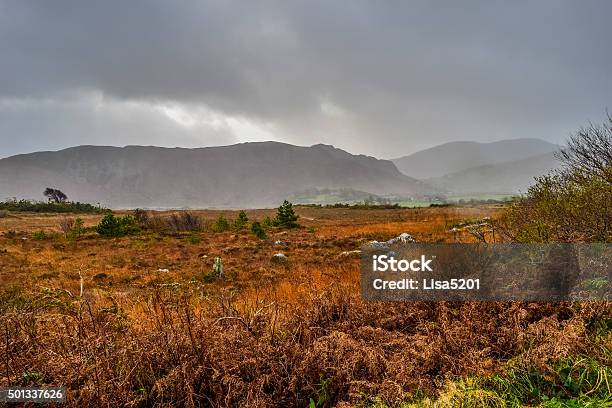 Wild Irlanda - Fotografie stock e altre immagini di 2015 - 2015, Albero spoglio, Ambientazione esterna