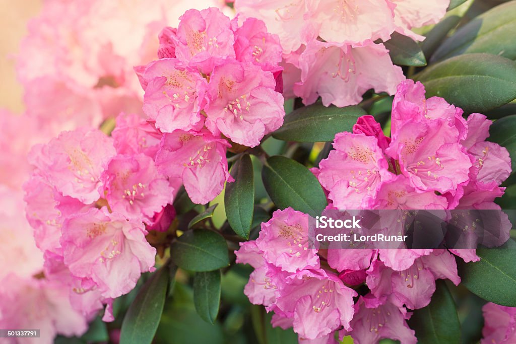 Rhododendron flowers Pink rhododendron flowers in bloom. Beauty In Nature Stock Photo