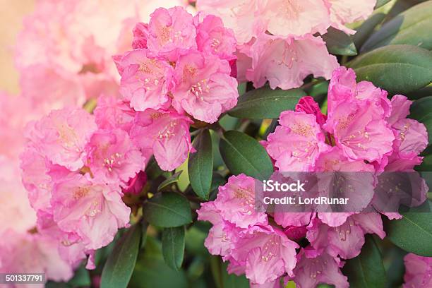 Rhododendron Flowers Stock Photo - Download Image Now - Beauty In Nature, Bunch, Bunch of Flowers