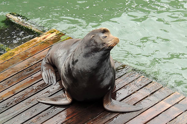 istock California Sea Lion 501337921