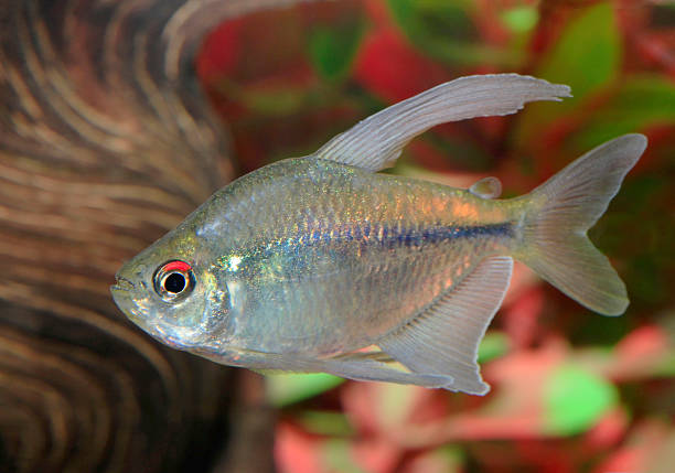 istock Diamond Tetra Swimming in an Aquarium 501338201