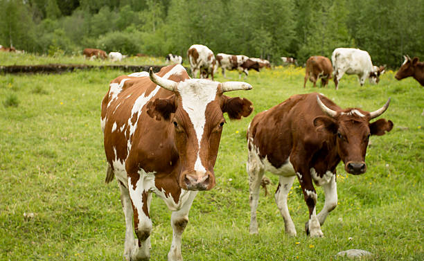 istock Herd of Cows in Pasture 501338604