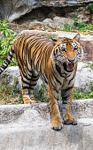 tiger.jpg?b=1&s=170x170&k=20&c=Ljs-nqMIlwrjyC1I1Dwfj7QCQLhD12Pp79y1Hzo2DHA=