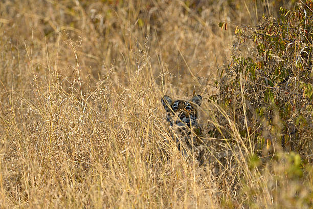 Tiger cub in the grass