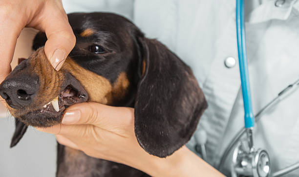 istock Veterinarian examines teeth of a dachshund 501339333