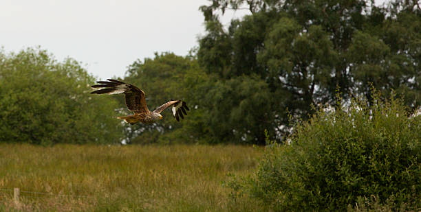 istock Red Kite in flight through woodland 501339431