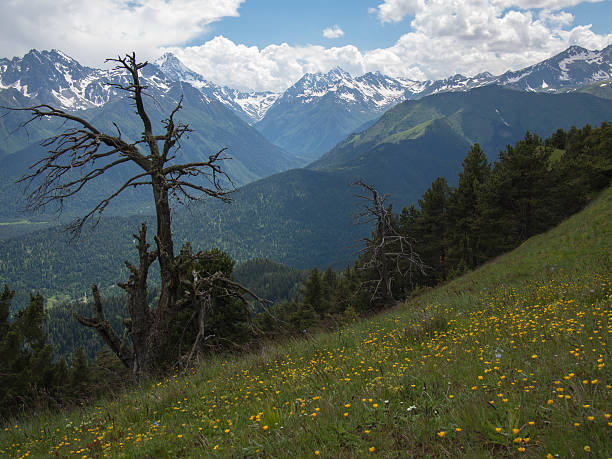 istock Field with flowers and dry trees 501339675